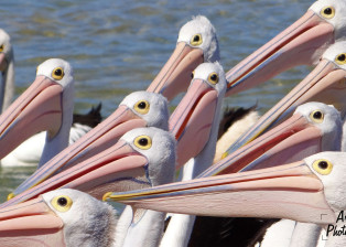 Pelican
