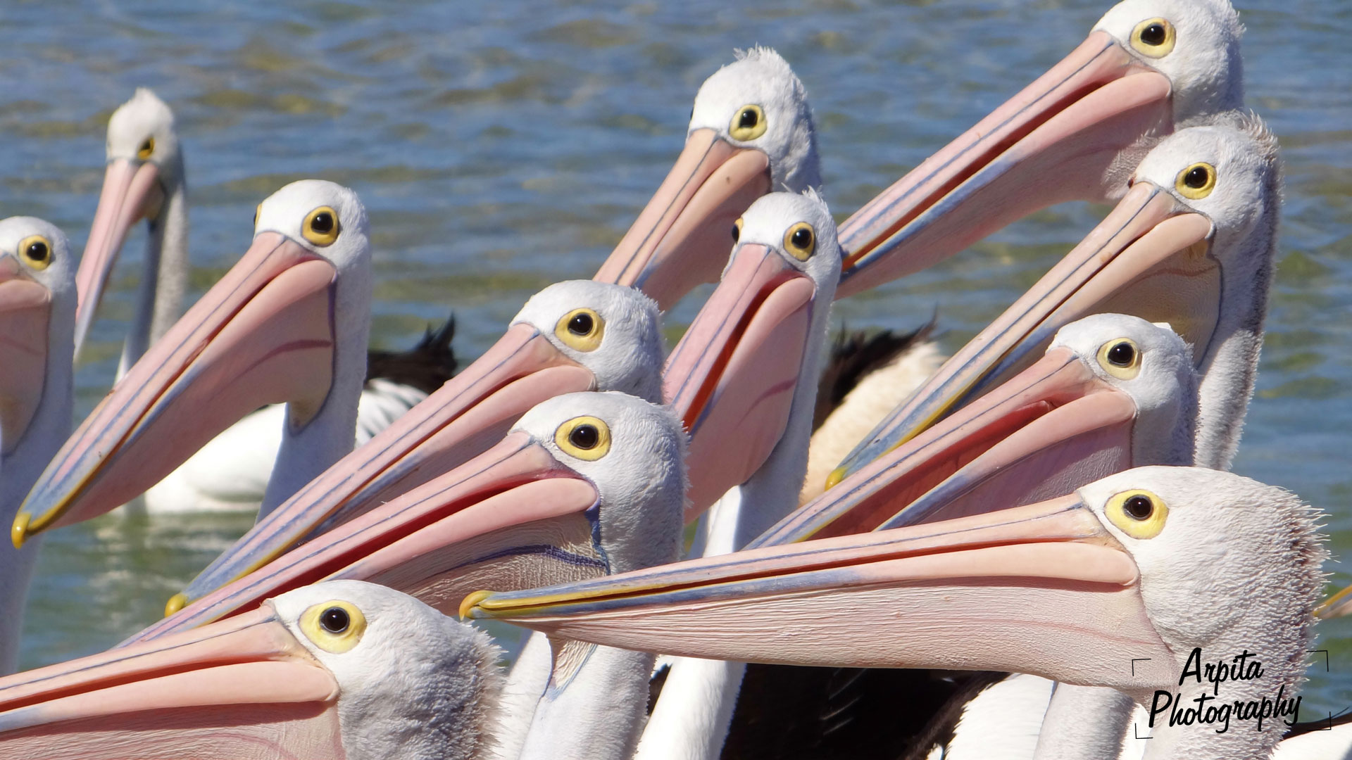 Pelican