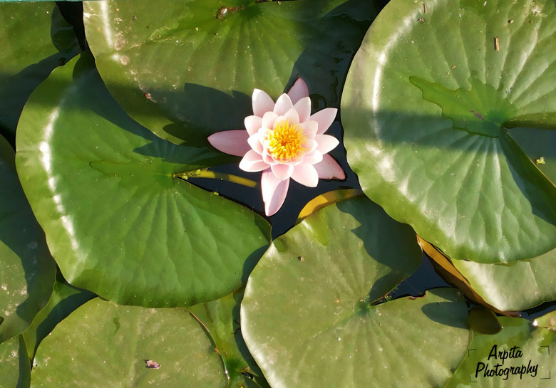 The Lotus!